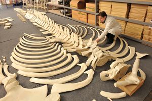 Assembling of a skeleton of young Fin Whale found in Piran Bay in 2003, the largest exhibit in the <!--LINK'" 0:37-->
