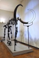Slovenian Museum of Natural History Mammoth skeleton.jpg