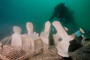 Parts of a skeleton of young Fin Whale found in Piran Bay in 2003, the largest exhibit in the <!--LINK'" 0:38-->