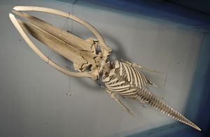 A skeleton of a young Fin Whale found in Piran Bay in 2003, the largest exhibit in the <!--LINK'" 0:39-->, 2011-2012