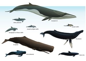 Poster for <i>The mysterious death of young Leonora</i> exhibition at <!--LINK'" 0:96-->, 2011&ndash;2013