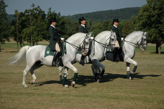 Dressage exhibition by the Classical Riding School at the Lipica Stud Farm, public exhibitions are regularly held at the stud farm near Lipica, 2008