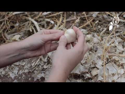 Sounds of Slovenia - 